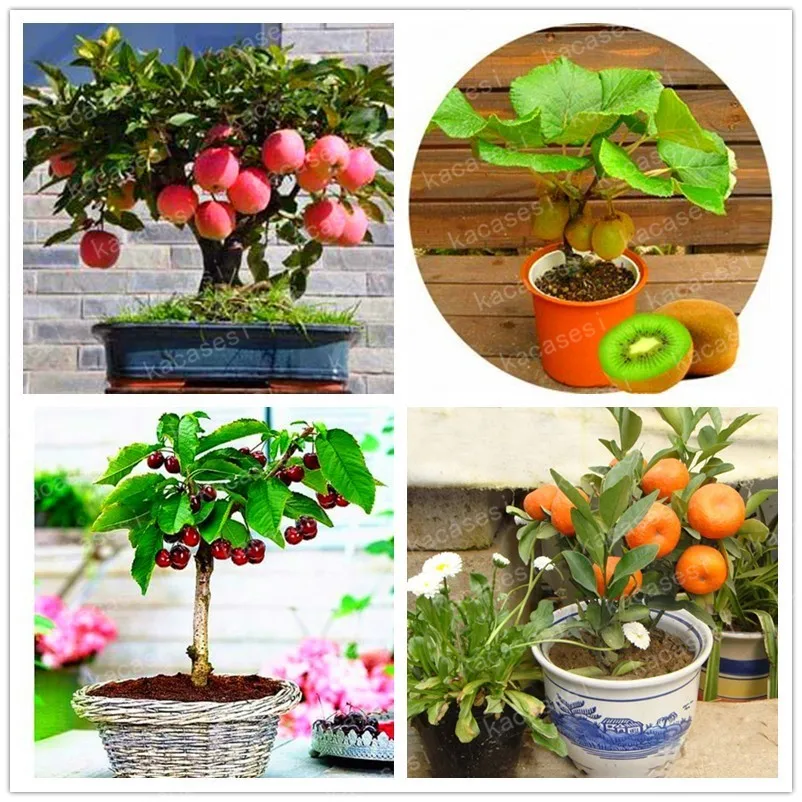 

4 kind fruit,bonsai fruit tree bonsai,vegetable and fruit garden plant Delicious apple orange kiwi cherry total