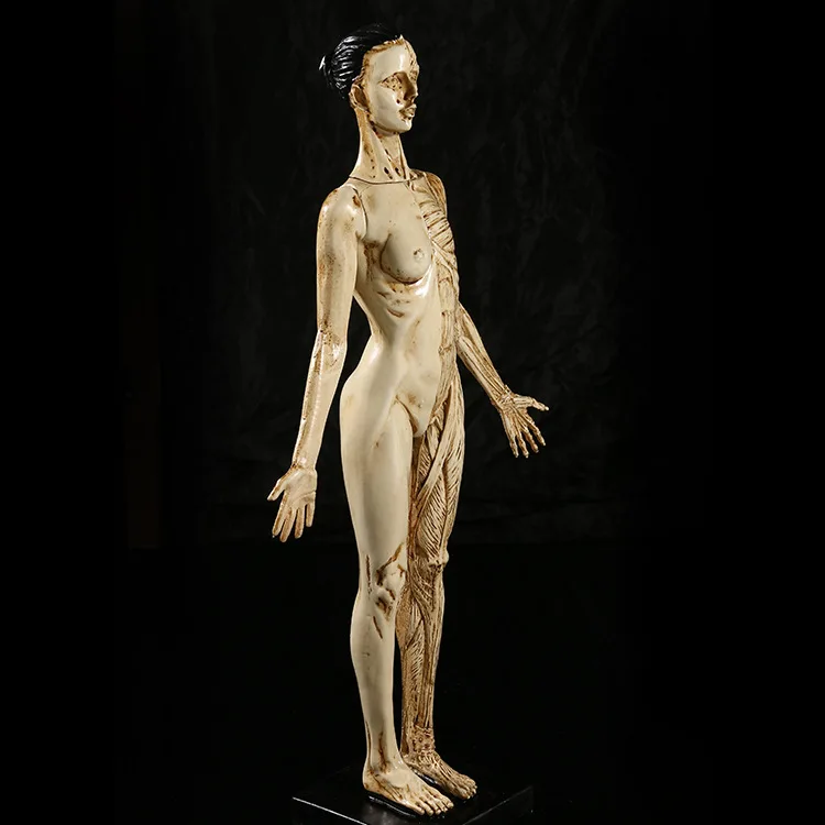 

43CM Resin female human anatomy skull model for Art in trauma science medical anatomical odontologia model skeleton for sale