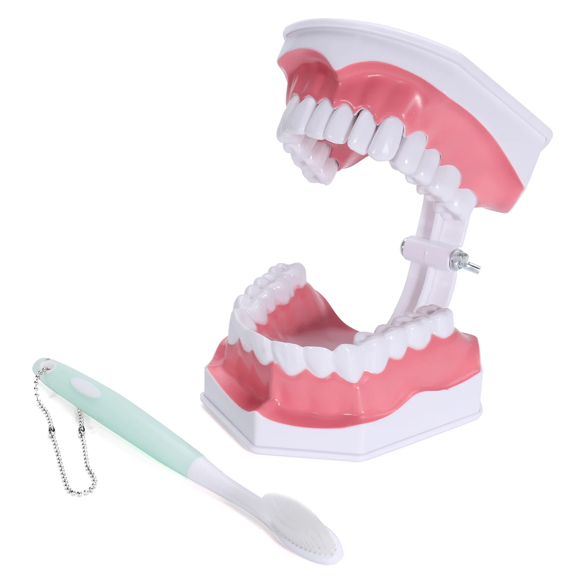 

Adult Early Education Teaching Model With Toothrush Can Pull Teeth Oral Care Medical Science Child Study Lab Instrument