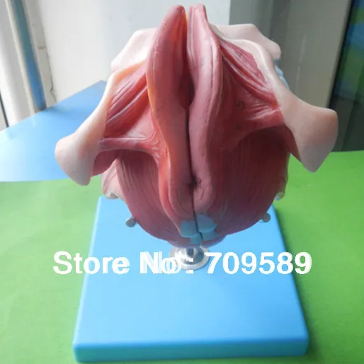 Модель женских генитальных органов модель гениталий|organ model|female genital organsgenital organs |