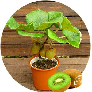 

New Arrival!Kiwi Fruit garden Potted Plants Mini Tree Rich Beautiful Bonsai fruit trees Kiwi flores,100 PCS,#9PKA02
