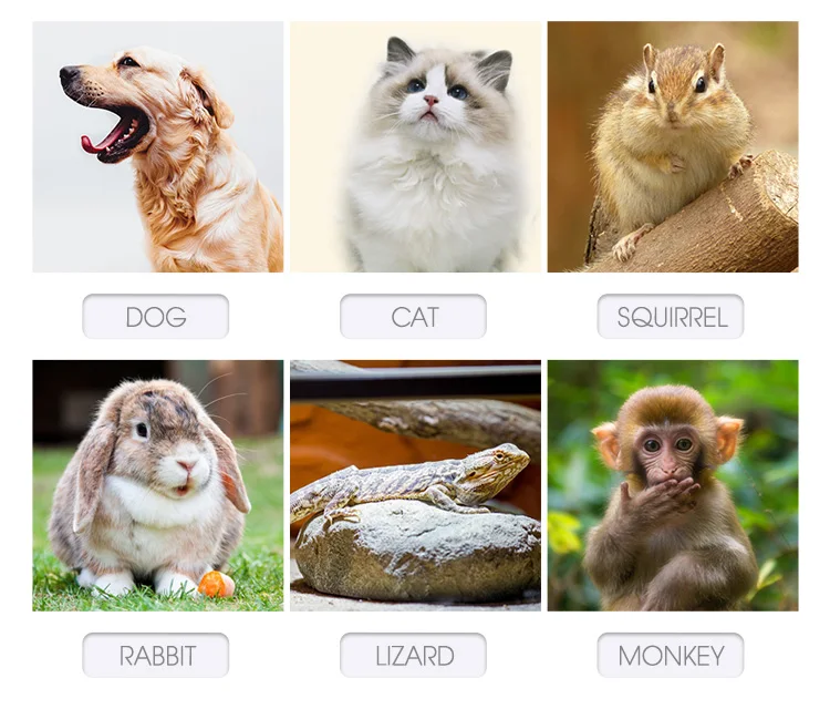 12 Microchip Id For Pet