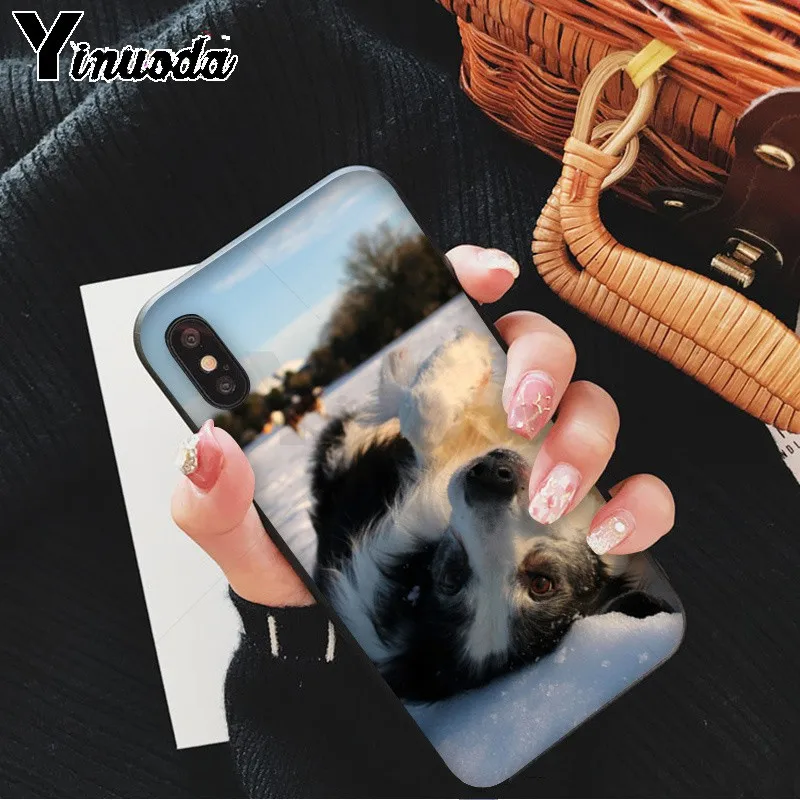 cute Border collie Dog