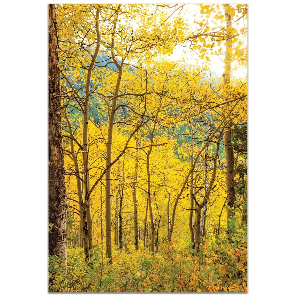 Aspen Path by Meirav Levy - Landscape Photography on Plexiglass