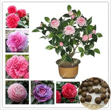 100 pcs Rainbow Camellia Common Camellia Bonsai Perennial Indoor Flower Tree For Home Garden Potted Plant Easy To Grow 100 pcs Rainbow Camellia Common Camellia Bonsai Perennial Indoor Flower Tree For Home Garden Potted Plant Easy To Grow