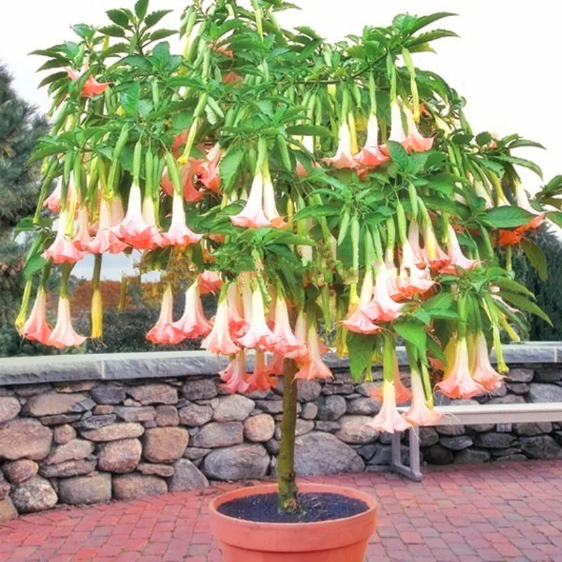 

50PCS Bonsai Four Seasons Datura Rare Plants Seeds Plantas Very Beautiful Flowers Home Garden Decortion Datura stramonium Linn