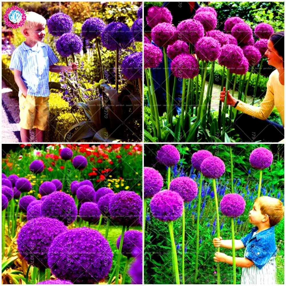 

100pcs/bag giant Allium giganteum onion bonsai beautiful purple flower plant home garden flowers onions potted plants
