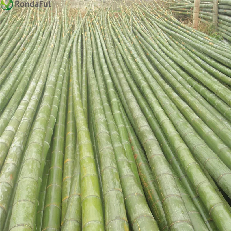 2021 /Bag Giant Moso Bamboo Seeds Moso Bamboo Tree Seeds