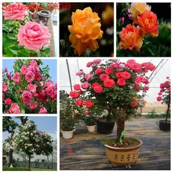 2019New 100 шт./упак. Подлинная свежий Редкие Rosa chinensis дендроидальный цветок розы дерево бонсай Бесплатная доставка легко выращивать