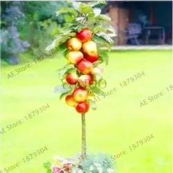 Самая низкая цена! фруктовое дерево бонсай 4 вида легко растут дерево включает в себя apple, kiwi, orange, cherry flores для дома сада посадки 100 + растения
