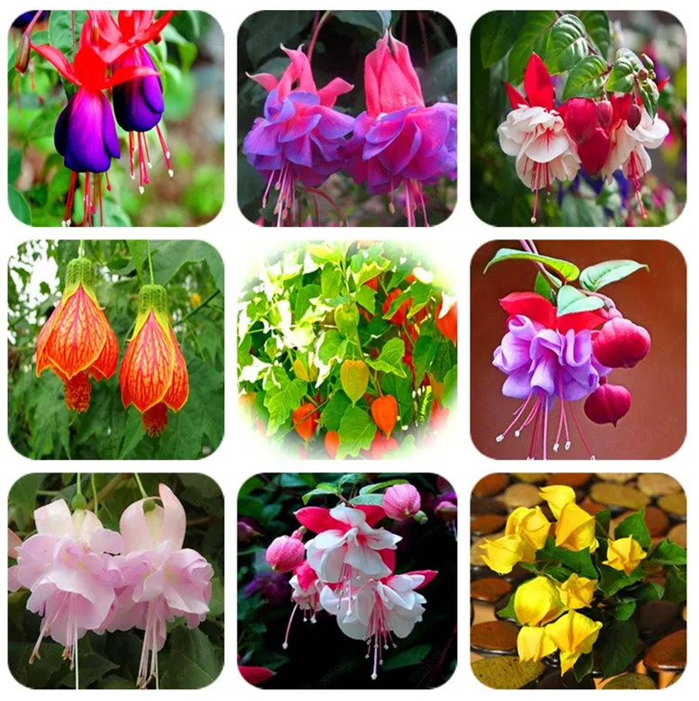 

100 Pcs/Bag Multiple Color Fuchsia Bonsai, Hybrida Hort Flores,Bonsai Lantern Flowers, For Garden Home Indoor Blooming Plants