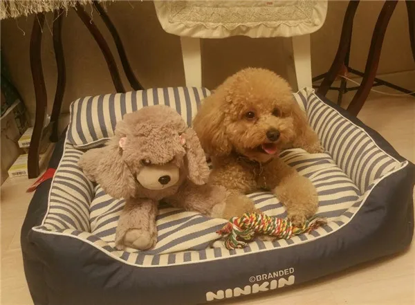 Cute Dog plush toys Poodle Bichon Frise puppy stuffed warm animal toys - Buyer's Show 3