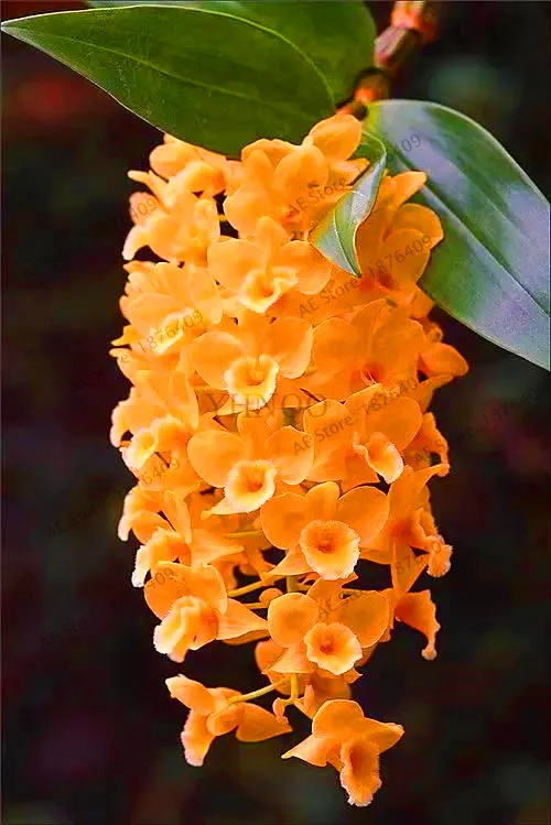 Свежий 100 шт цимбидиевая Орхидея, Цимбидиум Флорес, бонсай цветочные плантации, 22 цвета на выбор, растения для домашнего сада,# 99VJ8T - Цвет: 8