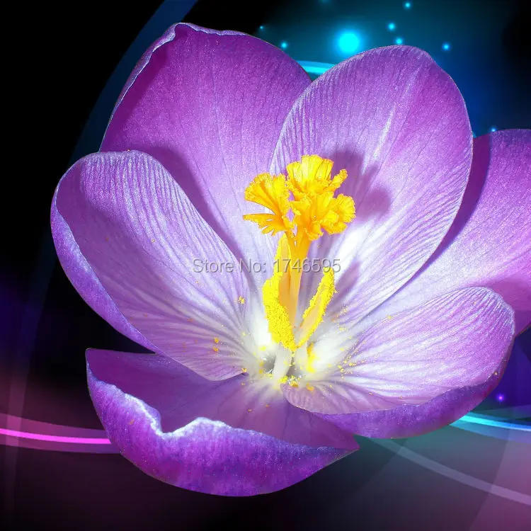 purple crabapple blossom-1