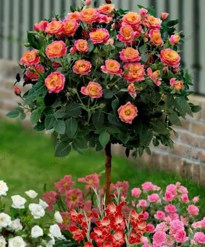 100Pcs Mix-color rose tree seedling rare rose flower Bonsai for home garden planting Potted,Balcony & Yard Flower bonsais planta