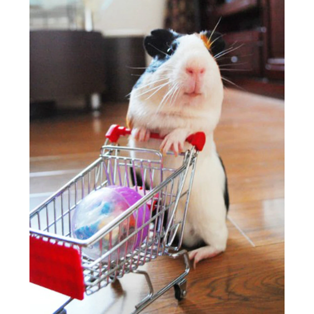 Chariot Amusant Perroquet Oiseaux Chats Hamster Souris Jouets Perroquet Panier De Courses En Supermarche Boite De Croissance De L Intelligence Pour Enfants Fourniture Jouet Aliexpress