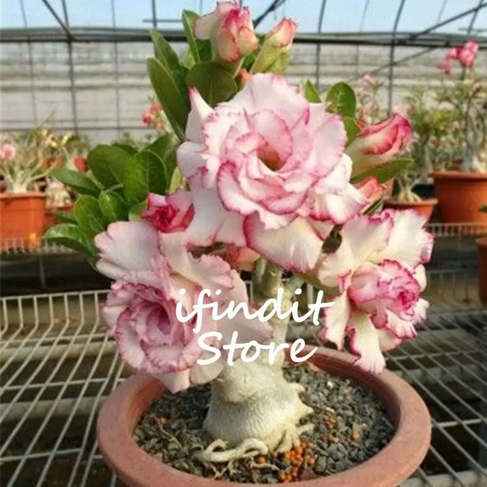 

2pcs 100% Real Pink Desert Rose Tree Bonsai Perennial Flower Potted Plant 100% Real Adenium Obesum for Home Garden Balcony Decor