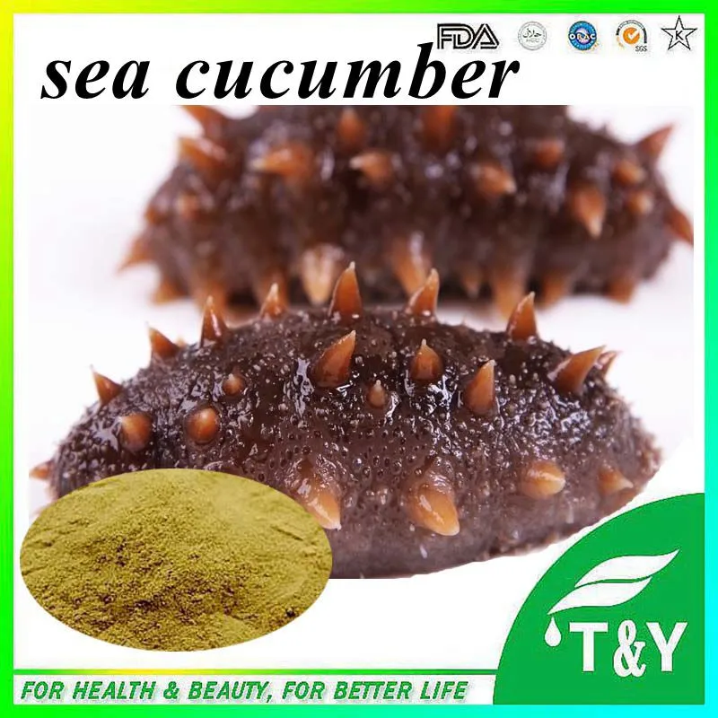 Sea Cucumber extract,Sea Cucumber extract powder with 30