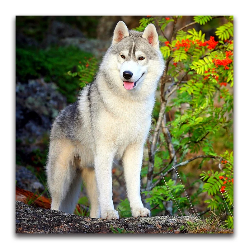 winter dog full square Diamond mosaic snow Wolf 3D DIY Diamond embroidery Husky Full round Diamond painting Cross stitch Wolves