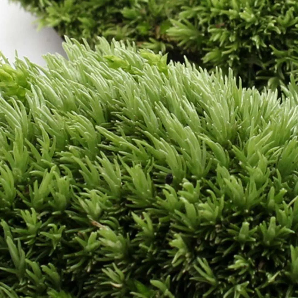 Зеленый Искусственный мох коралловый камень модель трава растение в горшках Мини Пейзаж Сказочный Сад Аквариум Украшение