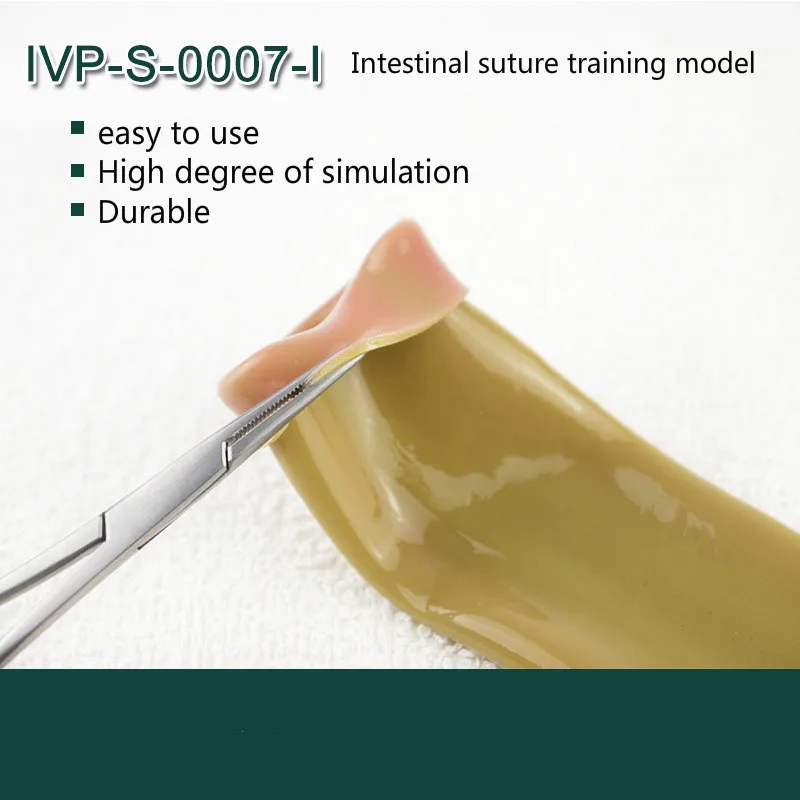 Modelo de Modelo de Sutura Intestinal Laparoscópica Suporte Clipsurgery Formação Prática Aids Modelo 1 Cheap Modelo de Ensino Dental