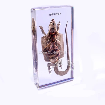 

Brand New Lizard anatomy specimen In clear Lucite Educational Explore Instrument 19x10x3.2cm