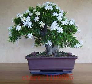 200pcs Gardenia Seeds (Cape Jasmine ),bonsai flower seeds, smell & beautiful flowers potted plants for home & garden