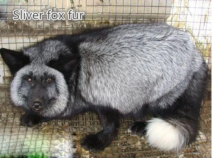 all fox fur