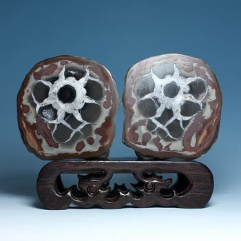 

Goods imported outside Turtle specimens teaching specimens sedimentary stone ornaments collectibles xgbs11