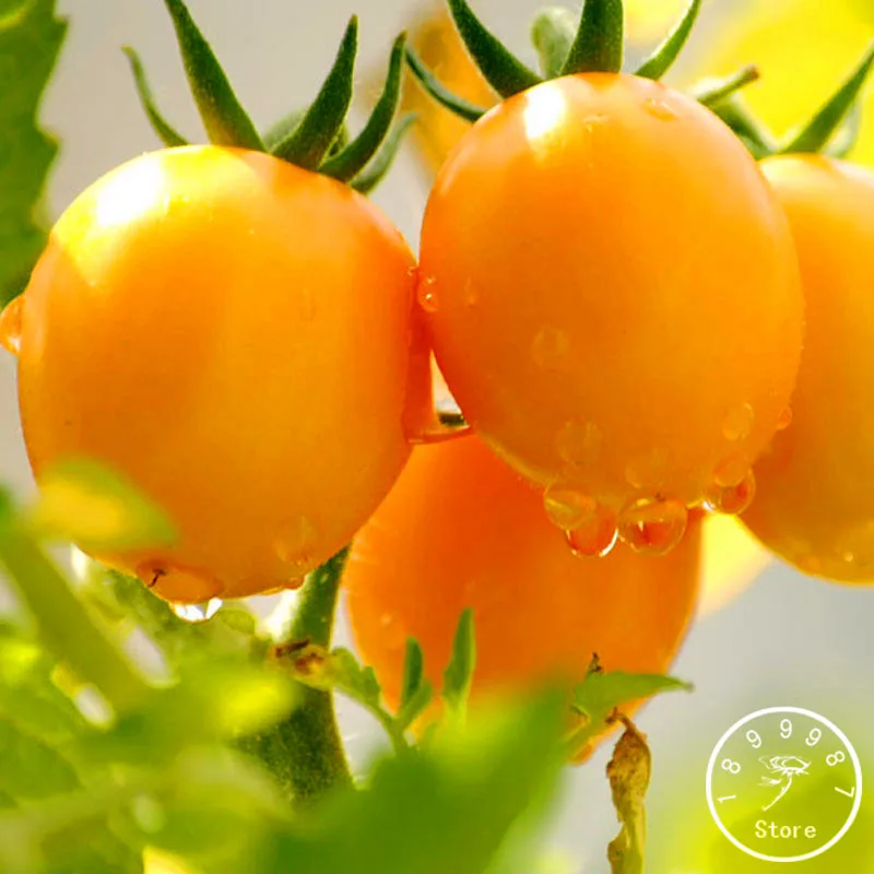 Buy Hot Sale!100 Pcs/pack Yellow Tomato Plants, fruits