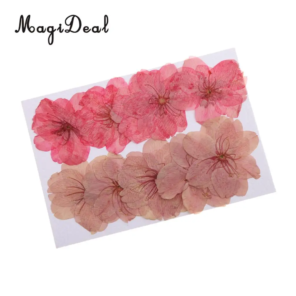 MagiDeal 10pcs Mixed Color Pressed Dried Sakura Flowers Cherry Blossom for Art Craft Dried Flowers raft for House Decoration