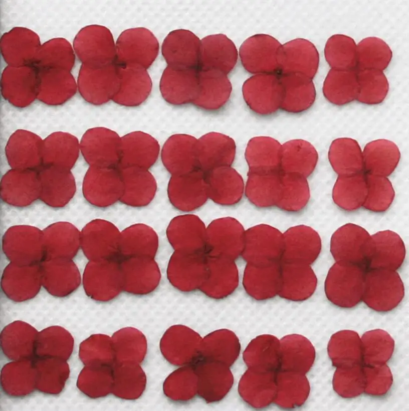 

120pcs Pressed Dried 1cm Red Ixora Flower Plant Herbarium For Jewelry Phone Case Photo Frame Bookmark DIY Making