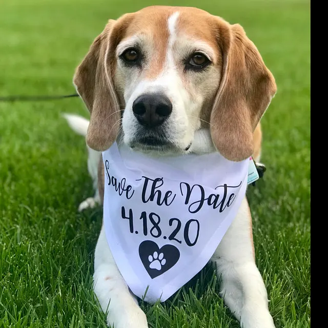 Customize wedding Save The Date Dog Bandana, Save The Date Engagement Photo Props, Save The Date Sign, Dog Engagement Photo