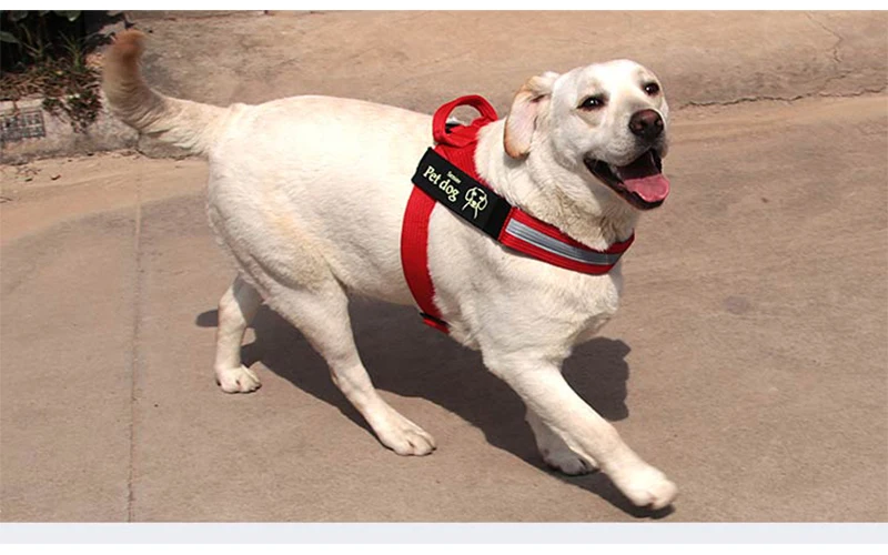 Harnesses-16-14