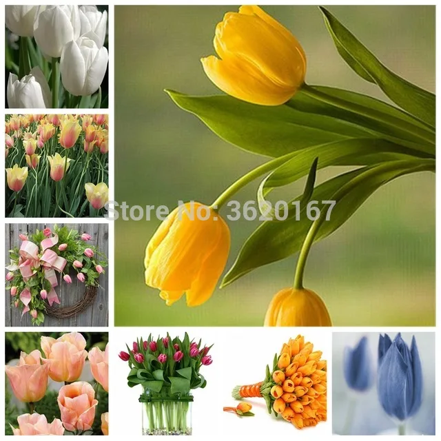 

10 Pcs Tulip Bonsai (Not Tulip Bulbs) Rainbow Colorful Tulip High-Grade Flower Potted Plant For Home Garden Symbolizes Love