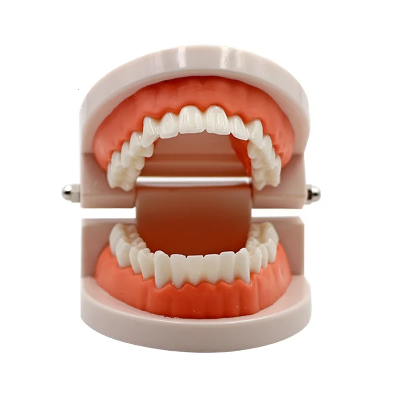 Стоматологическая модель для взрослых, обучающая модель, демонстрация типодонта, модель белых зубов для взрослых, тренировочная модель