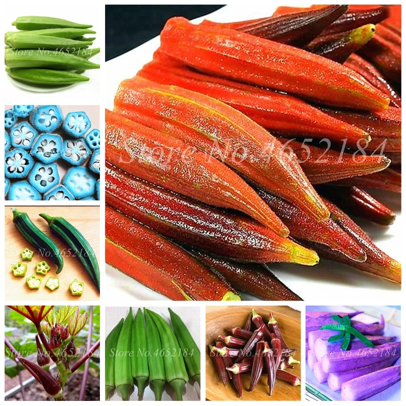 

Hot Sale! 100 pcs Okra Bonsai,okra planting, Organic Heirloom vegetable fruit , Bonsai Flower plant for home garden Easy to Grow