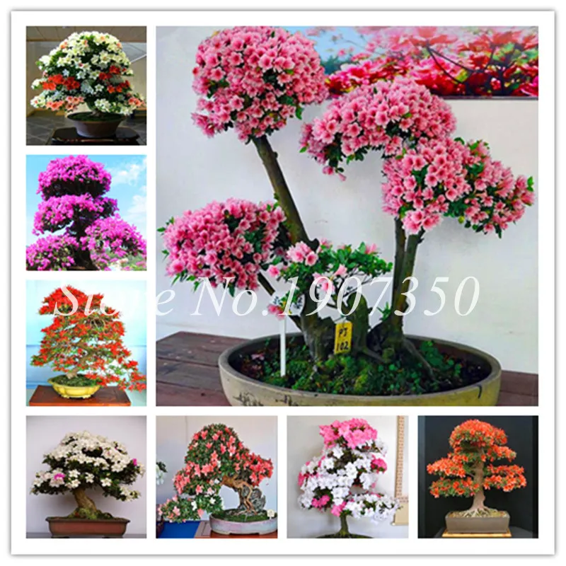 

100 Pcs Azalea Bonsai Easy To Grow Rhododendron Flower Bonsai Family & Garden Flower Rare Plant Diy Indoor Or Outdoor Dwarf Tree