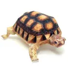tortoise