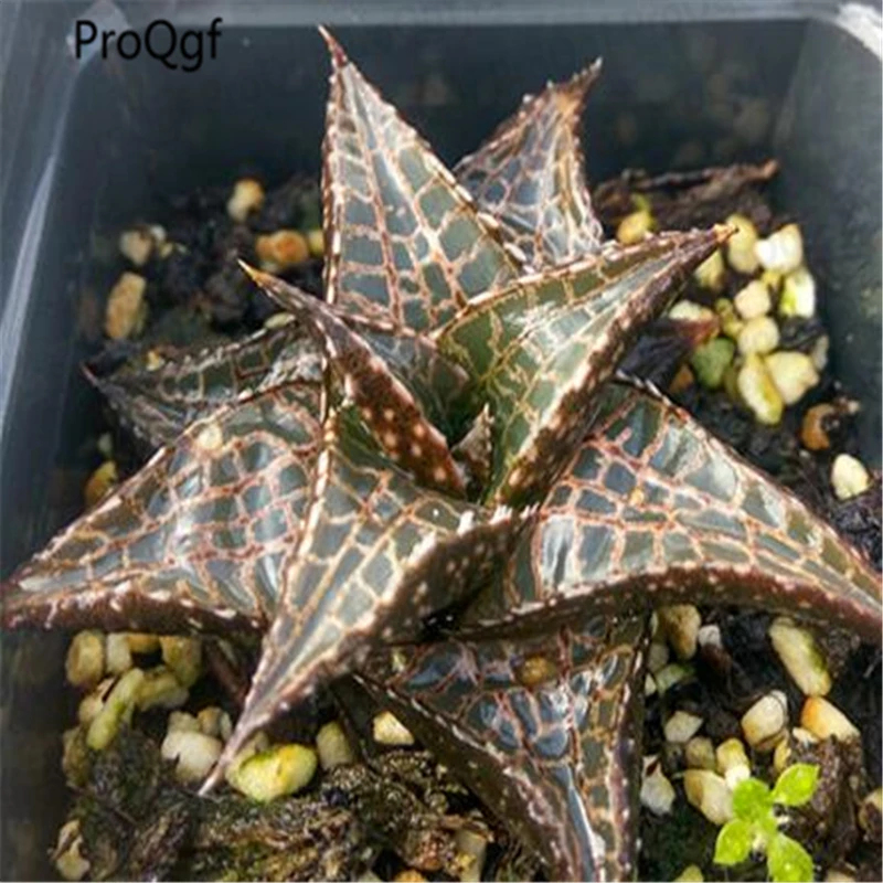 

2Pcs A Set Haworthia tesselata Plant Echeveria Melaco