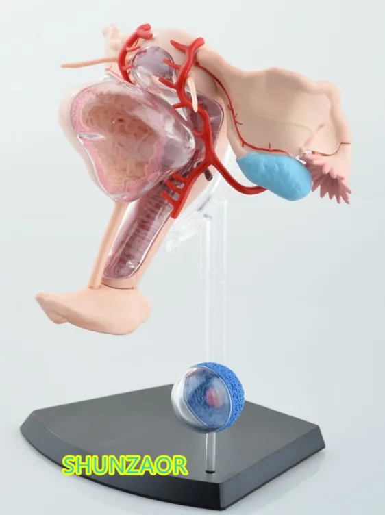 4D 3