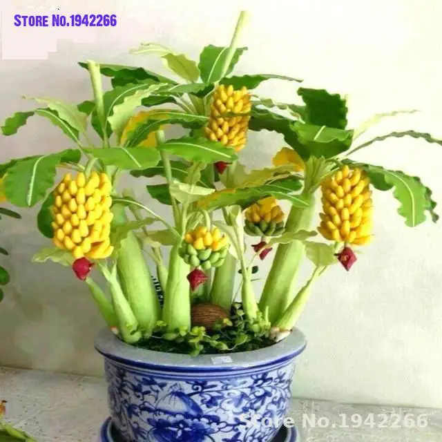 

50Pcs Dwarf mini Banana Bonsai Tree Tropical Fruit Tree plants Balcony Flower Home Planting Germination Indoor Plants Flowers