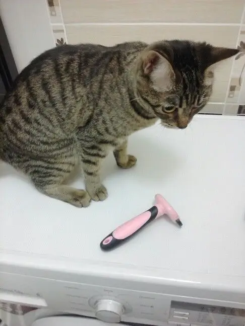 Расческа для домашних собак и котов расческа шерсти животных кошек|cat pet|cat combcomb for