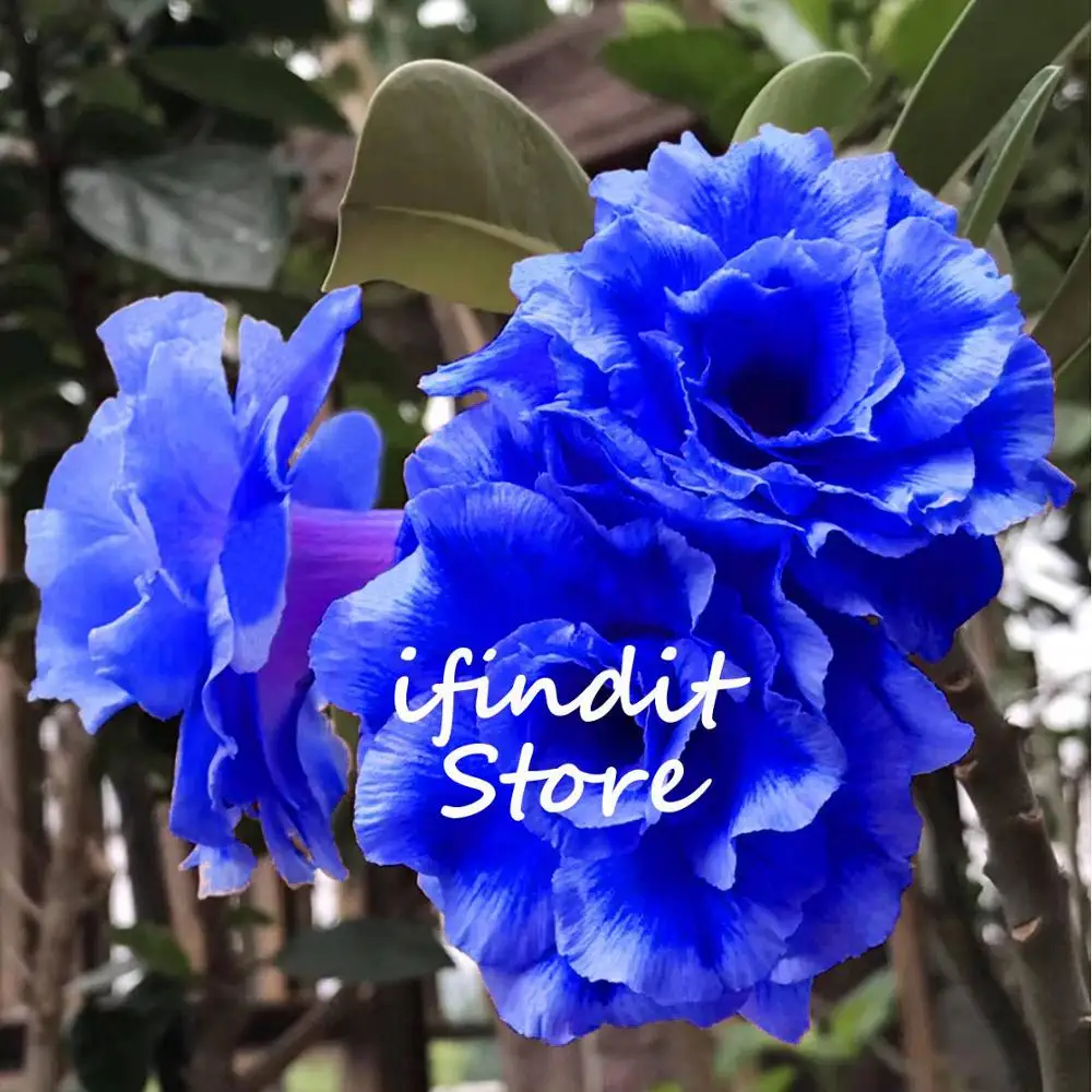 

2pcs Multicolor Blue Desert Rose Tree Bonsai Perennial Flower Potted Plant 100% Real Adenium Obesum Bonsai for Garden Balcony
