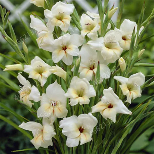 100 Pcs Striped Gladiolus Sword Lily Garden Plant Flowers Orchid Bonsai