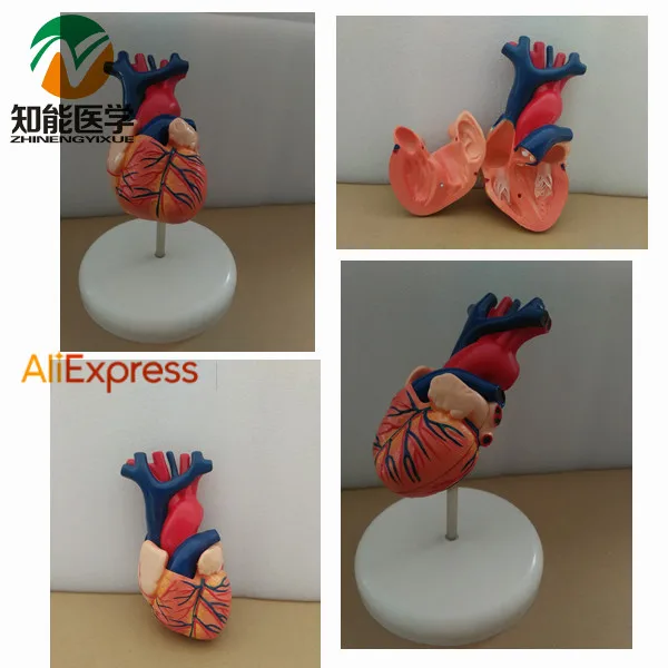 BIX-A1054 Natural big Heart Anatomy Model W068 | Канцтовары для офиса и дома