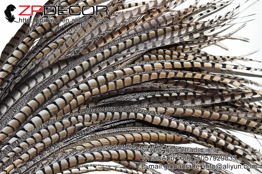 natural lady amherst pheasant feathers  (137)