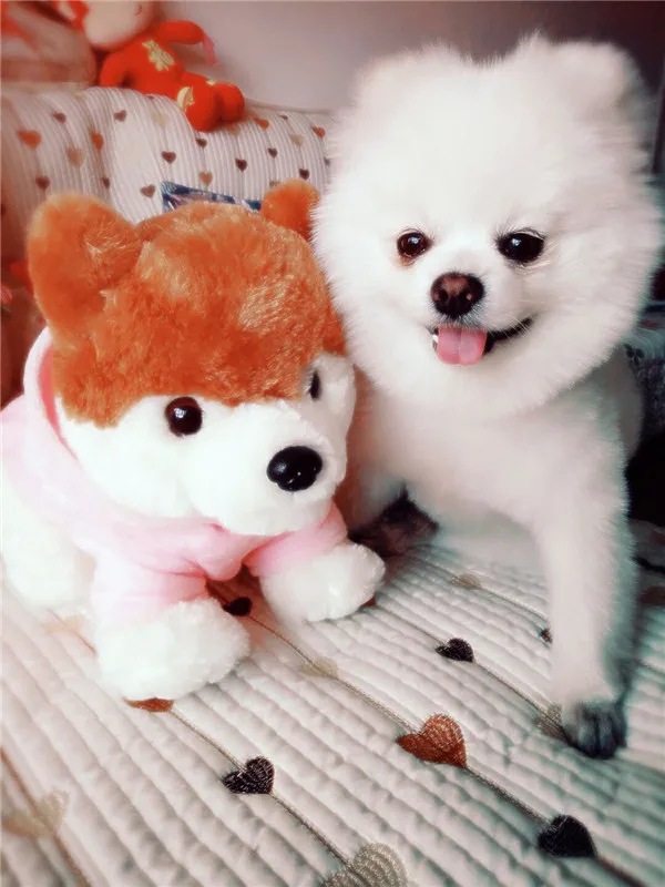 Cute Pomeranian Dog Plush Toys 4 sizes - Buyers Show 2