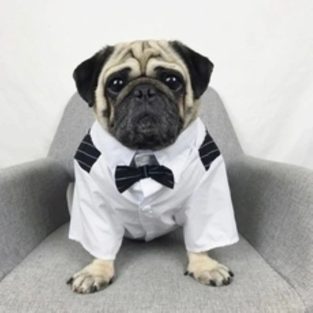 Bigeyedog ropa para bulldog traje de perro masculino ropa boda para perro esmoquin ropa de traje de fiesta abrigo - AliExpress