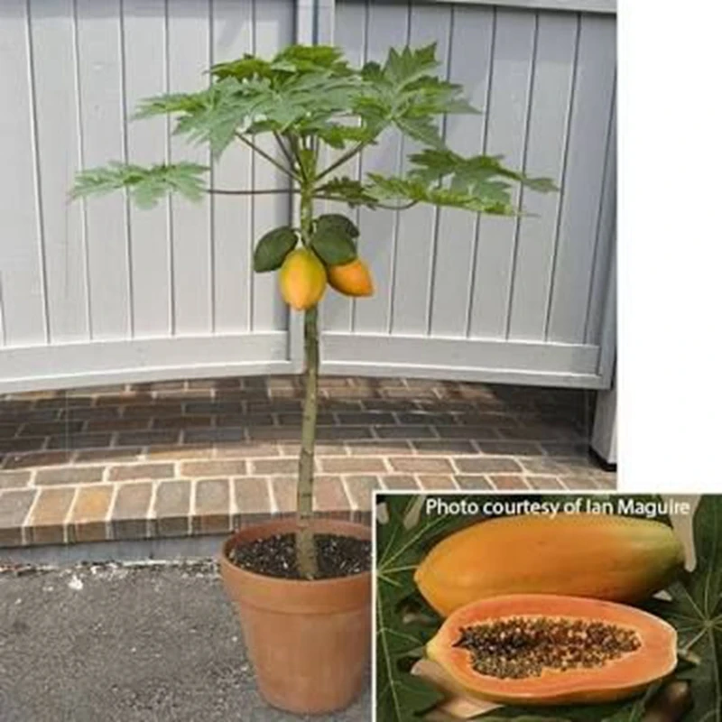 20pcs Bag Sweet Maradol Papaya Outdoor Edible Tropical Juicy Jardin